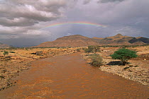 River Tsauchab after heavy rains with rainbow Sesriem, Namibia