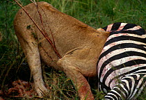 Lioness {Panthera leo} feeding with head inside Zebra carcass, Masai Mara GR, Kenya