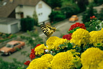 Swallowtail butterfly {Papilio machaon} on flowers in windowbox, Eppelheim, Germany