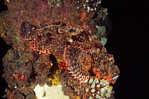 Tassled scorpionfish on pier pillar. Sulawesi, Indonesia {Scorpaenopsis oxycephala}  Sulawesi Indonesia
