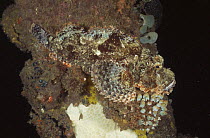 Tassled scorpionfish {Scorpaenopsis oxycephala} on pier pillar, Sulawesi, Indonesia