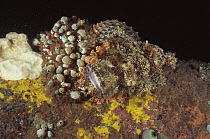 Tassled scorpionfish {Scorpaenopsis oxycephala} camouflaged on pier pillar, Sulawesi, Indonesia