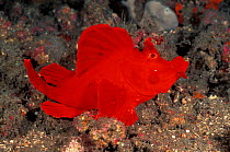 Weedy scorpionfish {Rhinopias frondosa} Sulawesi, Indonesia