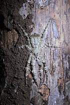Lichen Spider female {Pandercetes gracilis} disguised on tree trunk Sulawesi, Indonesia