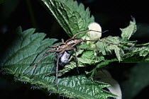Male spider with fly wrapped in silk to offer to female as  'wedding gift' {Pisaura mirabilis} UK