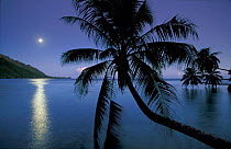 Moonlight over Opunohu bay, Moorea, Tahiti