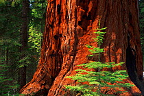 Giant redwood tree trunk {Sequoia sempervirens} Yosemite NP, California, USA