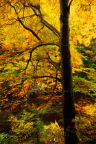 Woodland abstract in autumn, Perthshire, Scotland, UK