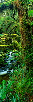 Temperate rainforest scenic, Milford Sound, New Zealand