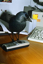 Jackdaw in office with mobile phone, on location in the UK for BBC television series "Supernatural", 1999