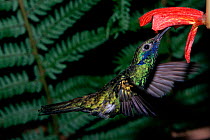 Sparkling violetear hummingbird {Colibri coruscans} feeding  Venezuela