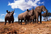 Black rhinoceros {Diceros bicornis} and Africa elephant  {Loxodonta africana} Africa