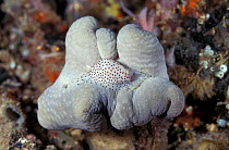 Warted egg cowrie {Calpurnus verrucosus} feeding on {Sarcophyton} coral. Sulawesi