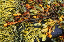 Seaweeds exposed at low tide {Pelvetia canaliculata} and {Fucus spiralis} Scotland, UK