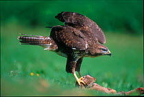 Common buzzard with rabbit prey {Buteo buteo} UK