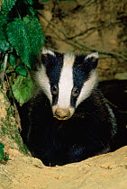 Badger emerging from set {Meles meles} UK