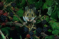 Wood mouse {Apodemus sylvatica} feeding on blackberries, UK
