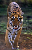 Wild Tiger {Panthera tigris tigris} walking portrait, India