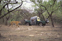 Camerman Mike Herd films Tiger from cage on side of vehicle, Madhya Pradesh, India