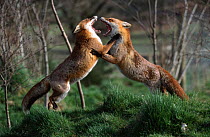 Red fox females fighting {Vulpes vulpes} captive England