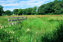 Wet grassland near Silverdale, meadowsweet in foreground, Lancashire, England, UK