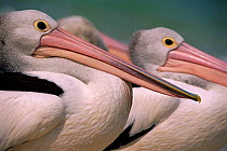 Australian pelicans {Pelecanus conspicillatus} Queensland, Australia