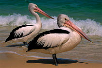 Australian pelicans on beach {Pelecanus conspicillatus} Queensland, Australia