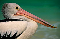 Australian pelican head portrait {Pelecanus conspicillatus} Queensland,