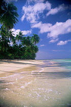 tropical shoreline along Pigeon Point, Tobago, Caribbean