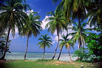 Tropical coastline along Pigeon Point, Tobago, Caribbean