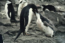 Adelie penguin {Pygoscelis adeliae} adult feeding two-months chick, Signy Island, Antarctica