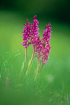 Early purple orchid flowers {Orchis mascula} England, UK