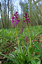 Early purple orchid {Orchis mascula} Lower Woods, Wickwar, Avon UK