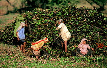 Local people removing Water hyacinth (Eichhornia crassipes) in Keoladeo Ghana NP, Bharatpur, Rajasthan, India.  This invasive aquatic introduced plant chokes the wetlands if not controlled, the remova...
