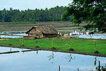 Farm house amongst rice paddy fields, Sri Lanka