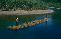 Rattan collectors float rattan down river, Gorontalo NR, Sulawesi, Indonesia.