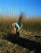 Man cutting 'withy' or Willow saplings {Salix sp} Burrobridge, Somerset, UK