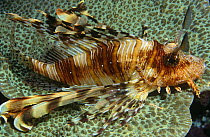 Lionfish (Pterois volitans) Egypt