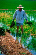 Rice cultivation {Oryza sativa} Valencia, Spain