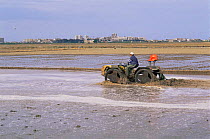 Man on tractor in flooded Rice field, La Albufera NP, Valencia, Spain