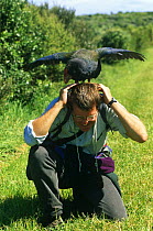Peter Basset, producer,  with Takahe bird (Phorphyrio hochstetteri) on location for BBC Life of Birds series, New Zealand, 1997