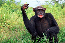 Frustrated male Chimpanzee {Pan troglodytes} Chimfunshi sanctuary, Zambia