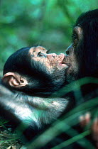 Orphaned Chimpanzees 'kissing' {Pan troglodytes} Chimfunshi sanctuary, Zambia