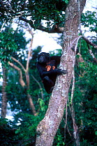 Chimpanzee mother and baby up tree, Chimfunshi sanctuary, Zambia
