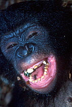 Bonobo orphan laughing {Pan paniscus} Brazzaville, Congo