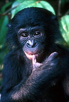 Bonobo juvenile {Pan paniscus}  Congo