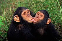 Young Chimpanzees 'kissing' {Pan troglodytes} Chimfunshi sanctuary, Zambia