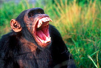Male Chimpanzee yawning