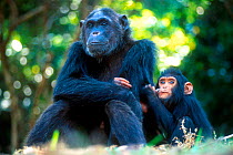 Mother and baby Chimpanzee, Gombe, Tanzania