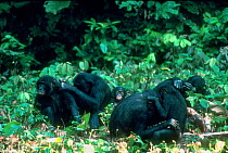 Bonobo family mutual grooming, Wamba, Zaire